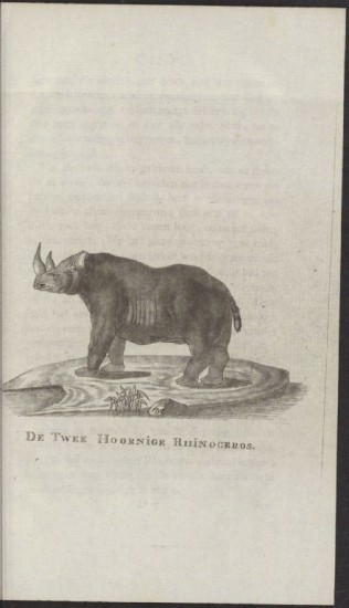 Wildinge two-horned rhino