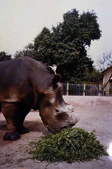 Alexandria white rhino