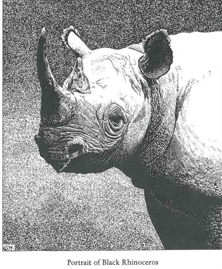 Cott Black Rhino