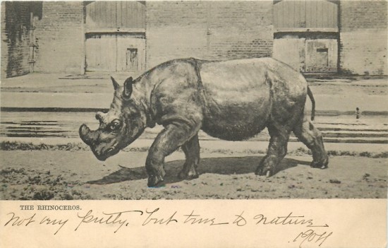 London Sumatran 1902