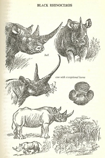 African rhinoceroses