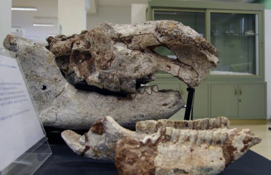 Stephanorhinus sp. skull and mandible