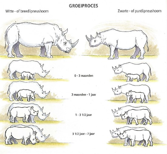 Growth of rhinoceros