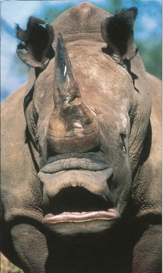 White rhino snout