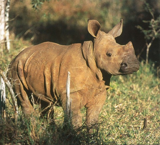 Swaziland young rhino