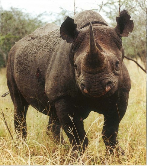 Africa black rhino