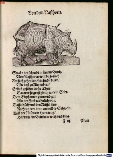Ammann Nashorn 1592