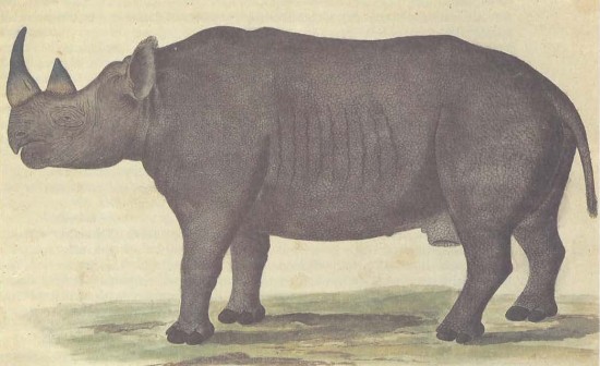 Gordon Cape Rhinoceros