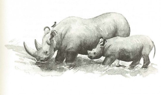 Blancke: Rhinos Reise