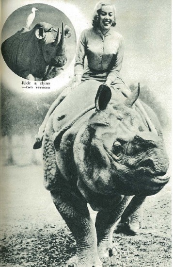 Ride a rhino