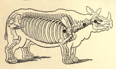 Rowland Ward, Rhino skeleton