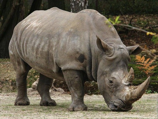 A white rhinoceros in an African national park