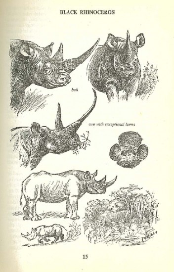 Astley Maberley, Black rhino