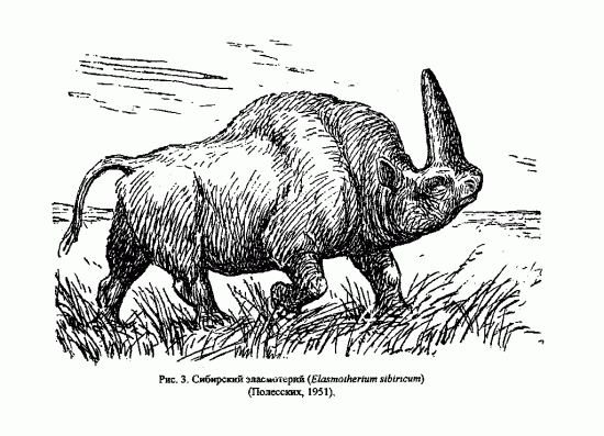 Reconstruction of Elasmotherium sibiricum (Fischer) after Polesskikh