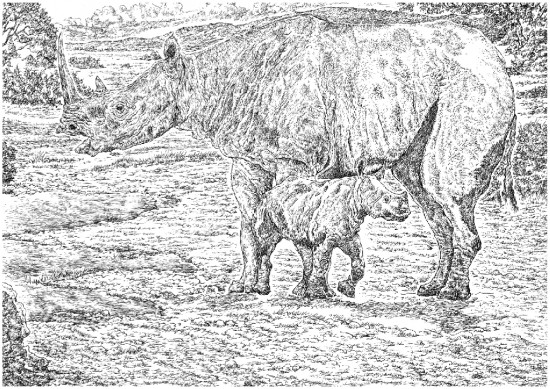 Dicerorhinus etruscus (Falconer, 1868) with its calf