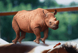 Black rhino walking on a body