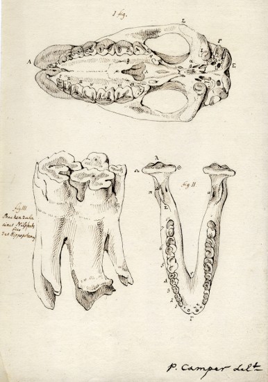 Camper drawing of molars