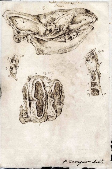 Camper drawing of fossil rhino