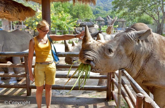 A white rhinoceros at the Chiang Mai zoo (Thailand)