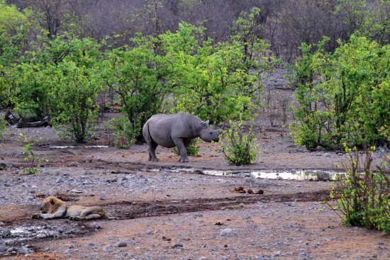 Black rhinoceros in the Etosha National Park, Namibia