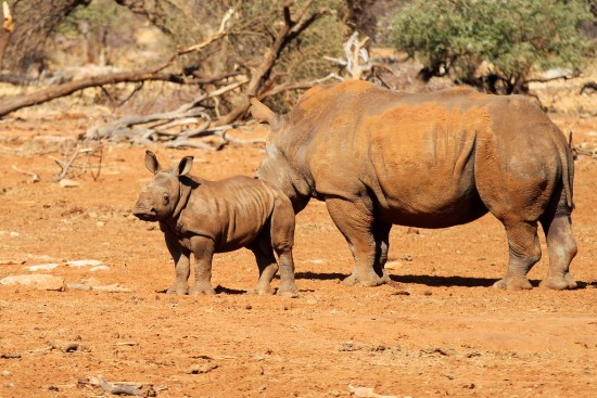 White rhinoceroses in the Erindi Private Game Reserve, Namibia
