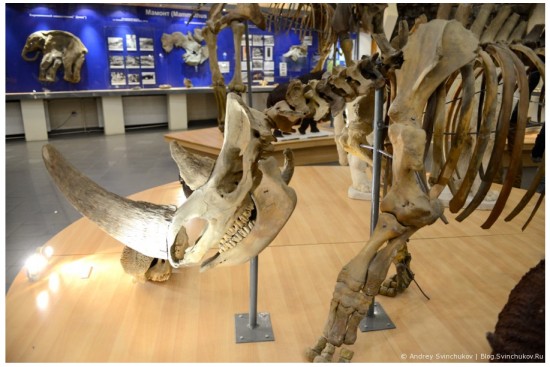 A Coelodonta antiquitatis (Blum.) skeleton in the Mammoth Museum in Yakutsk