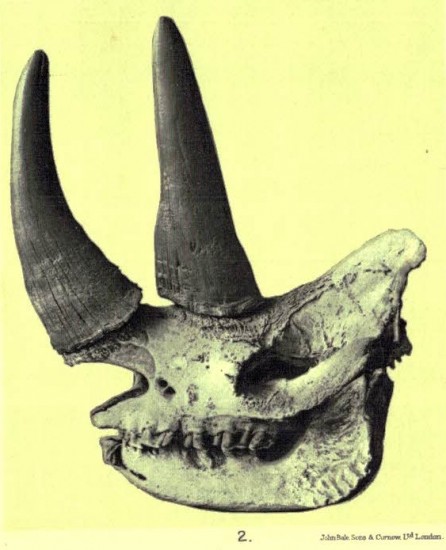 Rhinoceros keitloa holotype