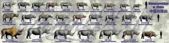Rhinocerotidae of China by Chen Yu