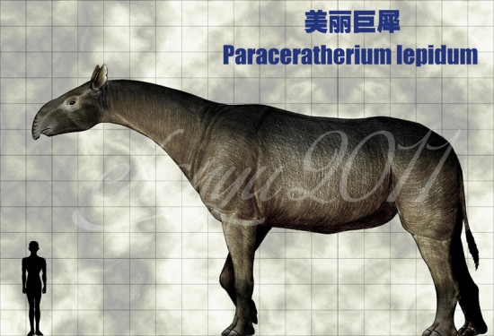 Paraceratherium lepidum by Chen Yu