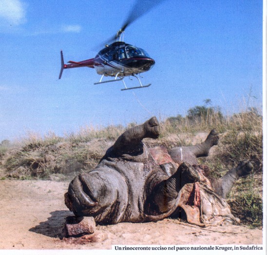 A white rhinoceros killed in the Kruger National Park, RSA