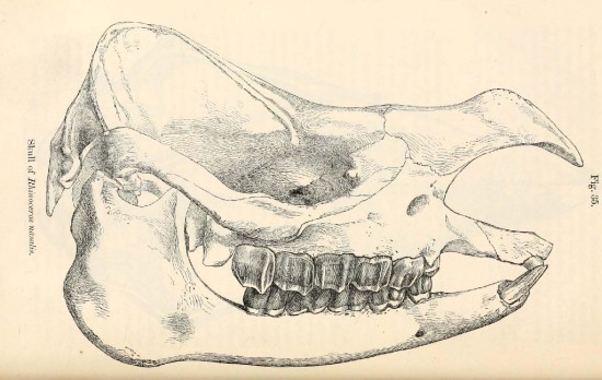 Skull of Rhinoceros nasalis