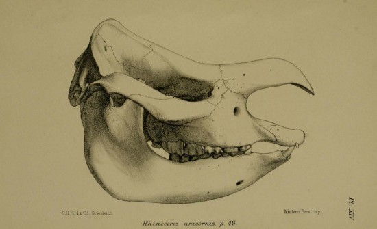 Skull of Rhinoceros unicornis