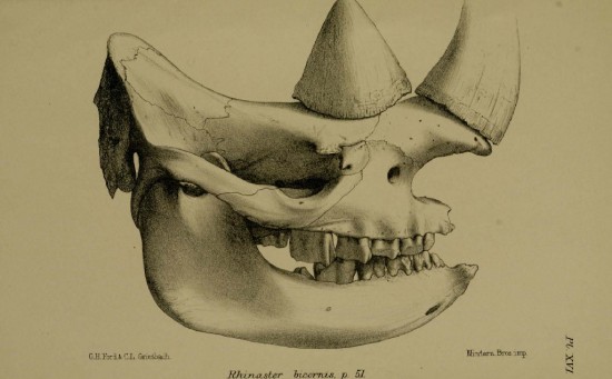 Skull of Rhinaster bicornis with horns