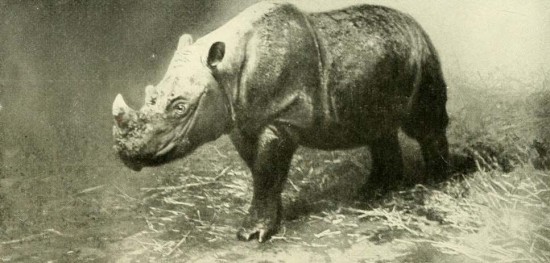 Sumatran rhino in Vienna