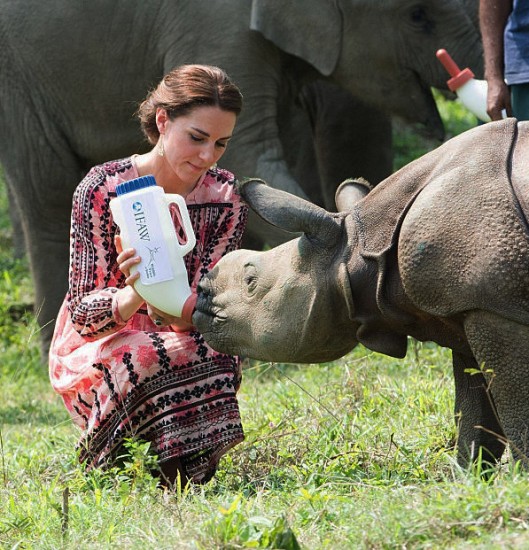 Nursing a young Indian rhino