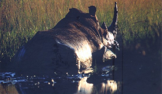 A white rhino in a South African national park