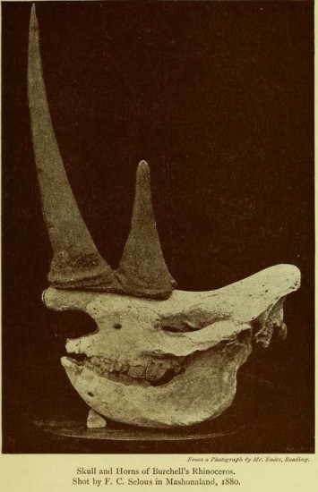 Selous skull with horns