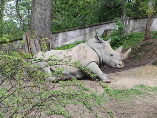 White rhino in Lesna