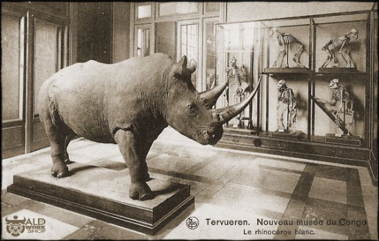 Postcard of nile rhino