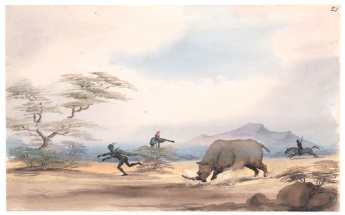 Rhino attacks the hunter