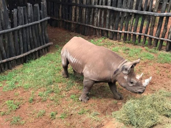 Rwanda rhino