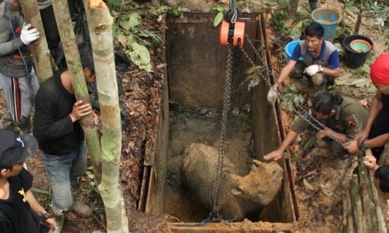Kalimantan rhino capture