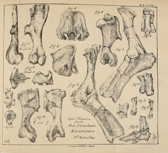 Indian fossil skulls