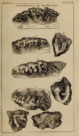 Fossil remains in India