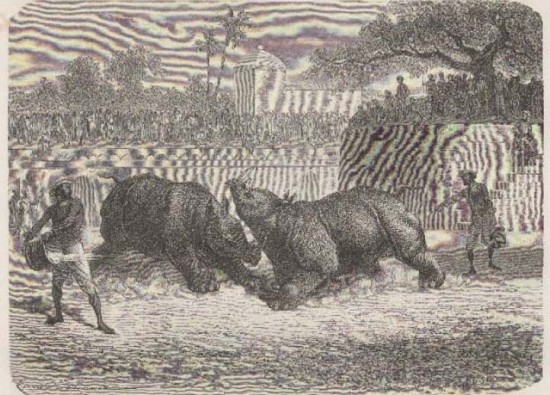 Rhino fight in Baroda