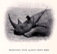 Black rhino with long horn
