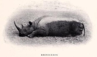 Hinde rhinoceros