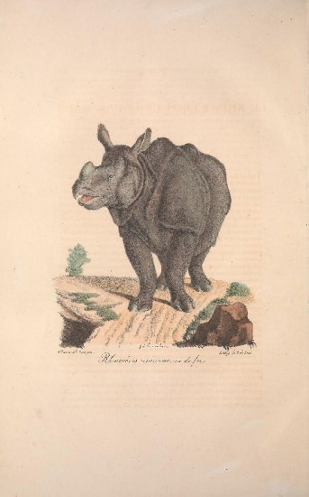 Cuvier 1820 Mammiferes unicorne front