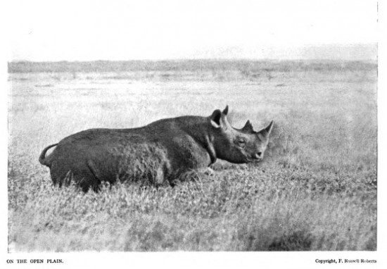 Roberts 1914 Kenya rhino