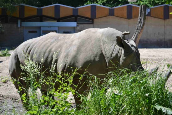 Duisburg 2017 black rhino